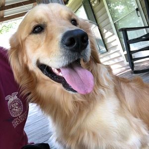 Meet your Posher, Dawson